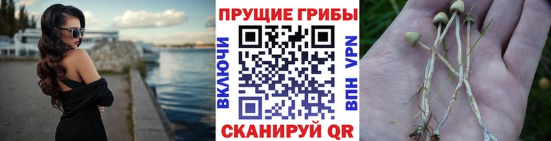 площадка официальный сайт Снежногорск Псилоцибиновые грибы мицелий
